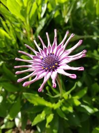 Close-up of purple flower blooming outdoors