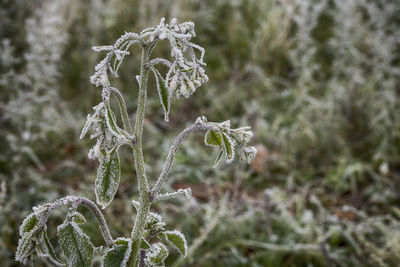 Close-up of wilted plant on field during winter