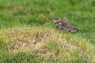 Side view of a bird on grass