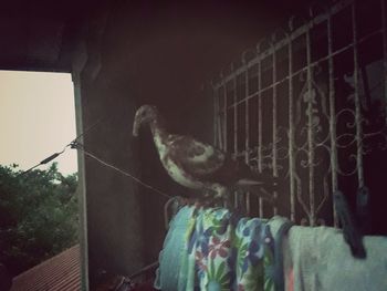 Low angle view of cat in cage