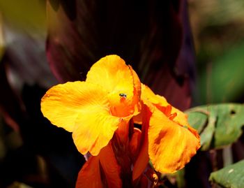 Close-up of yellow flower