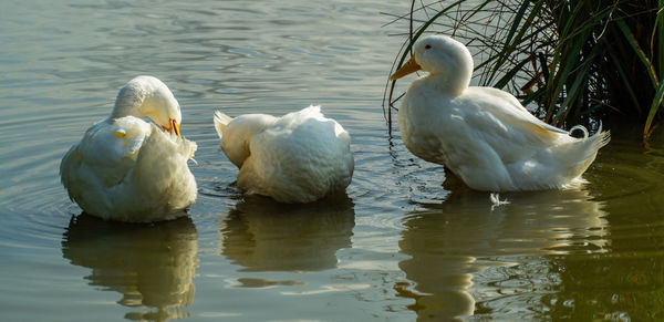 Close-up low level view of aylesbury pekin peking american domestic duck ducks swimming in lake