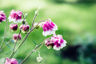 Beautiful honeysuckle bush with pink flowers. surreal dark nature background. springtime backdrop.