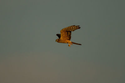 Low angle view of eagle flying in sky