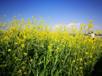 Yellow flowers growing in field