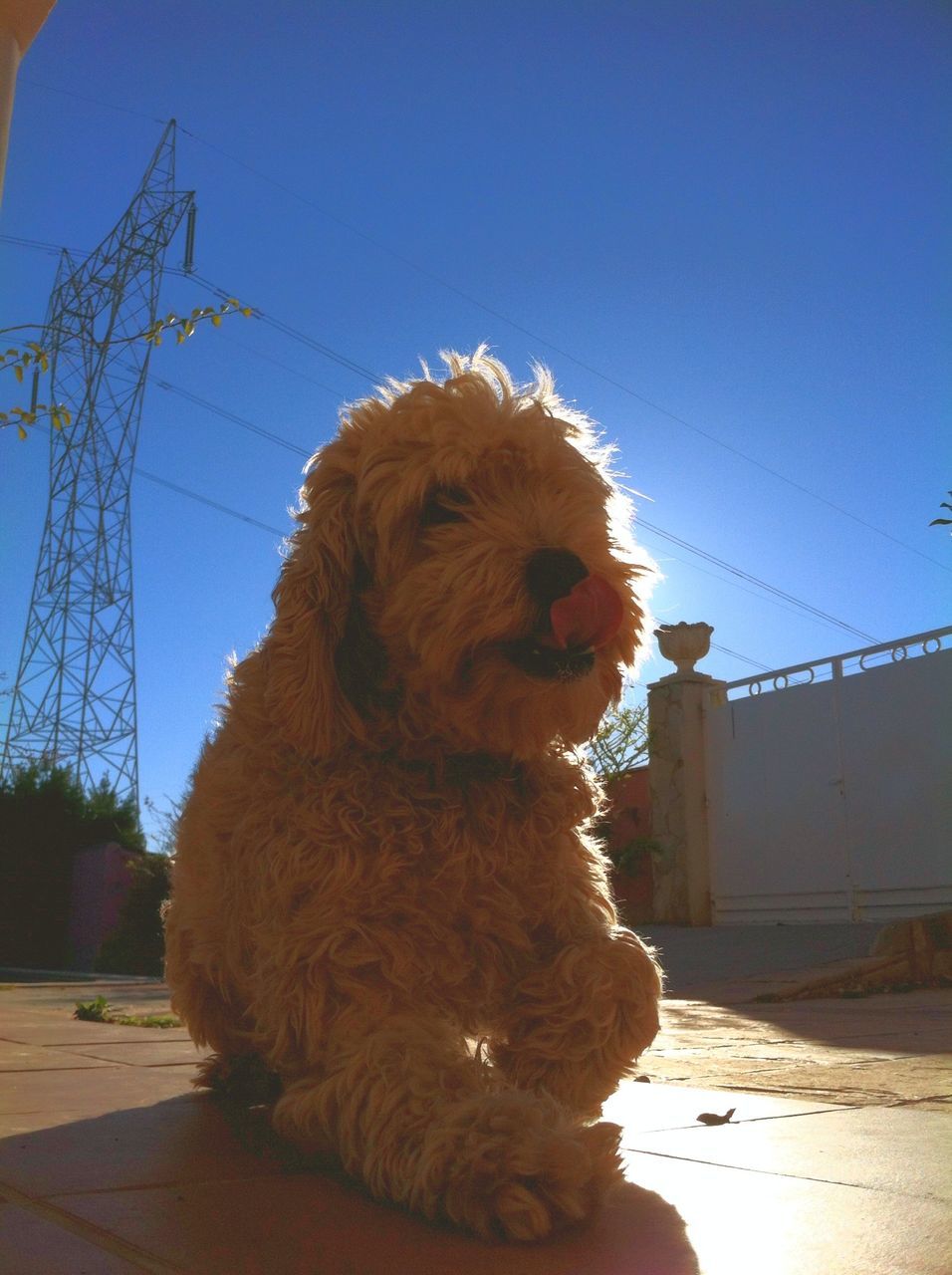 animal themes, clear sky, built structure, one animal, power line, domestic animals, building exterior, blue, architecture, mammal, sky, electricity pylon, outdoors, cable, electricity, no people, low angle view, sunlight, power supply, house