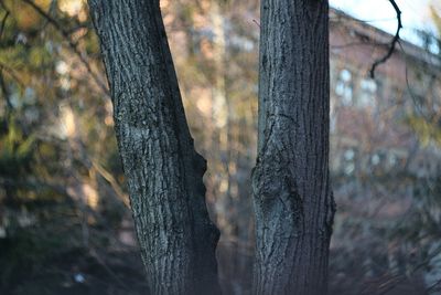 Close-up of tree trunks in forest