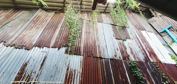 Low angle view of plants growing on roof of building