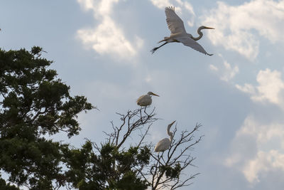 Low angle view of seagulls flying in sky