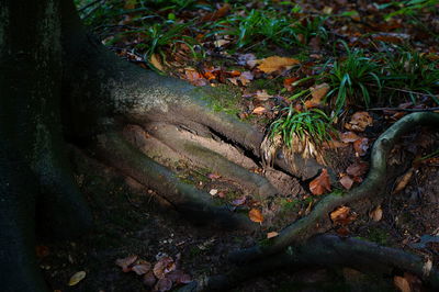 High angle view of tree trunk in forest
