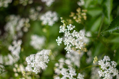 Close-up of white flowering plant