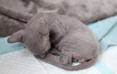 Close-up of cat sleeping