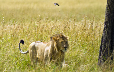 Lion grazing on grassy field