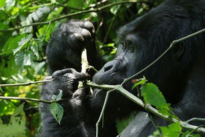 Monkey sitting on a plant