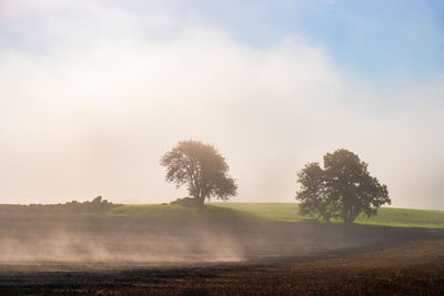 Beautiful misty morning in a rural landscape with trees in silhouettes