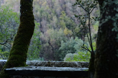 Close-up of moss on tree trunk