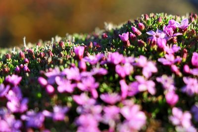 Close-up of pink flowers blooming in garden