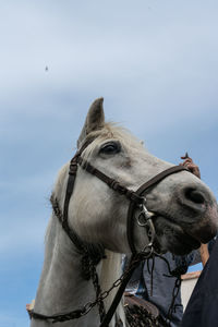 Close-up of a horse against sky