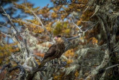 Bird perching on a tree