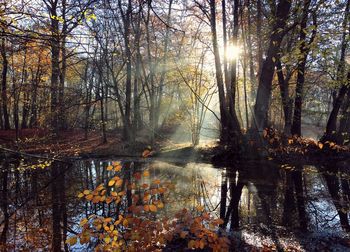 Trees by lake in forest during autumn