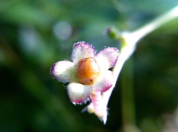 Close-up of pink flowers