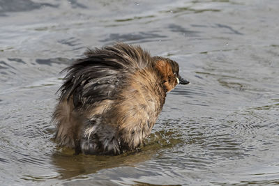 High angle view of dog on wet land