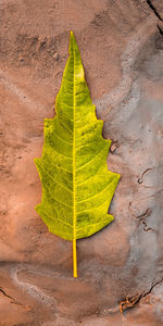 High angle view of yellow leaf on rock