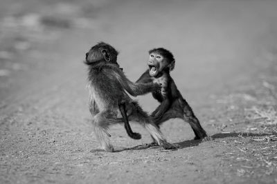 Mono baby chacma baboons play on track