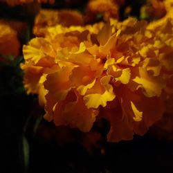 Close-up of yellow flowers blooming outdoors