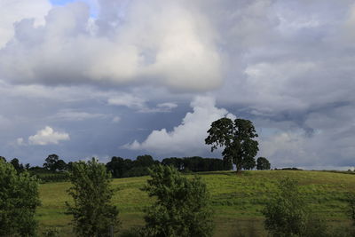 Trees on landscape against storm clouds