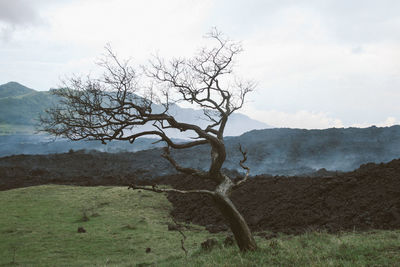 Bare tree on field against sky