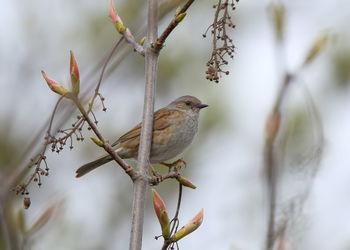 Bird perching on a branch