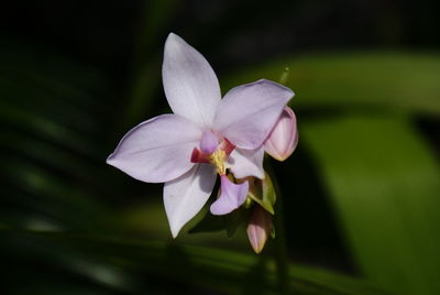 Close-up of frangipani blooming outdoors