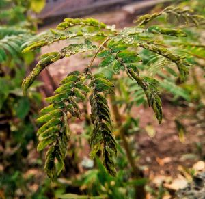 Close-up of fresh green plant