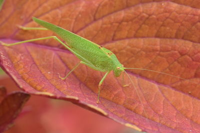 Close-up of insect on leaf