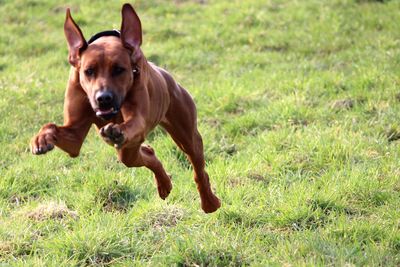 Front view of dog running on grass