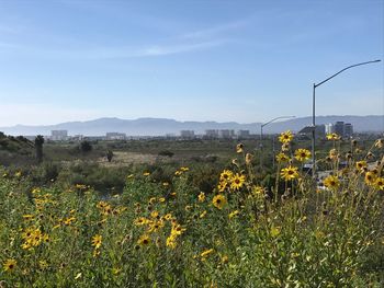 Scenic view of field against clear sky