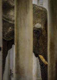 Elephant seen through fence