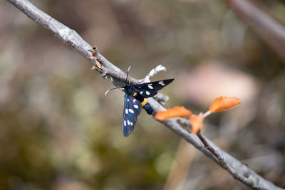 Close-up of butterfly pollinating on flower