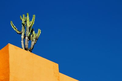 Low angle view of building with cactus against clear blue sky