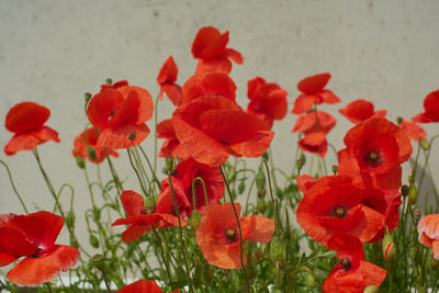 Close-up of red poppy flowers in field