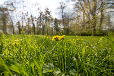 Close-up of yellow flowering plants on land