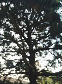 Low angle view of tree branches against sky