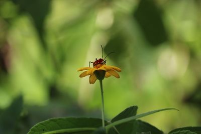 Close-up of bee on flower