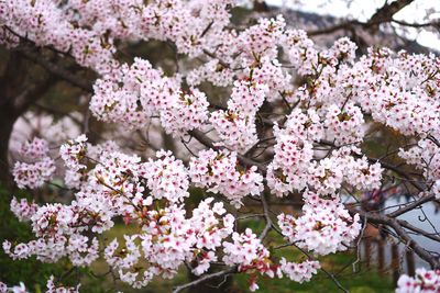 Close-up of pink cherry blossoms in spring