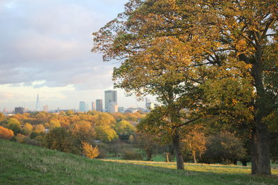 Trees in city against sky