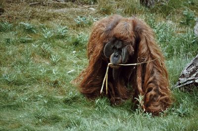 Orangutan at a zoo