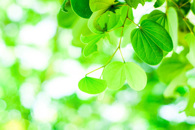 Close-up of green leaves on plant