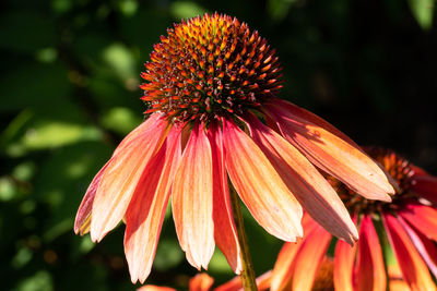 Close-up of orange flower, coneflower, blossoms of summer