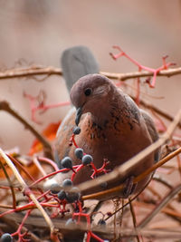 Close-up of bird perching on twig